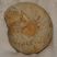  Condroceras sp. ammonite from France