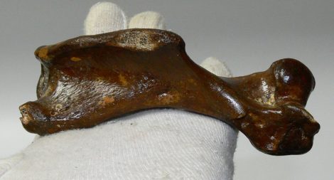 Pagophilus groenlandicus humerus bone (126 mm)