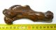 Pagophilus groenlandicus humerus bone (126 mm)