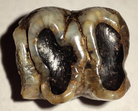 Trichechus manatus tooth