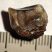 Trichechus manatus tooth