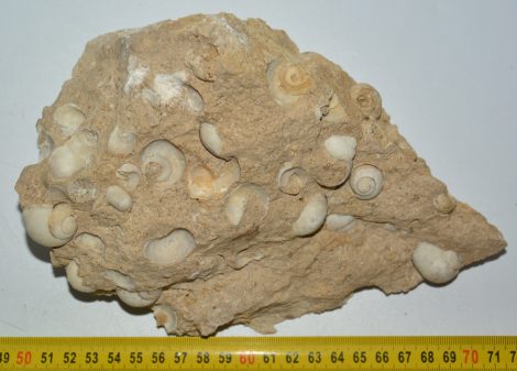 Pleistocene Helix sp. snail fossils in rock