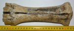 Bison sp. partial metacarpal bone