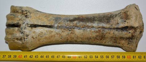 Bison sp. részleges metacarpus csont 