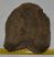 Mammuthus meridionalis részleges csigolya csont (1820 gramm) Mammuthus meridionalis részleges csigolya csont (1820 gramm)