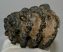 Mammuthus meridionalis részleges fog (1726 gramm)