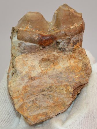 Lophiodon lautricense partial jaw from Robiac SOLD (VG) 02