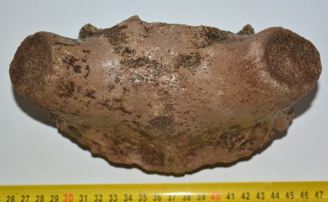  Deer partial skull bone (857 grams)