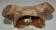  Deer partial skull bone (857 grams)