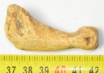 Ursus spelaeus metapodial finger bone ( 56,5 mm) Cave Bear