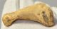 Ursus spelaeus metapodial finger bone ( 56,5 mm) Cave Bear