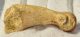 Ursus spelaeus metapodial finger bone ( 56,5 mm) Cave Bear