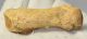 Ursus spelaeus metapodial finger bone ( 56,5 mm) Cave Bear