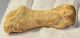 Ursus spelaeus metapodial finger bone ( 56,5 mm) Cave Bear