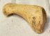 Ursus spelaeus metapodial finger bone ( 56,5 mm) Cave Bear