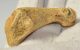 Ursus spelaeus metapodial finger bone ( 56,5 mm) Cave Bear