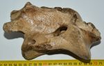 Megaloceros giganteus partial axis vertebra 