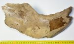 Mammuthus primigenius részleges állkapocs csont (310 mm)