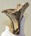 Mammuthus primigenius részleges állkapocs csont (310 mm)