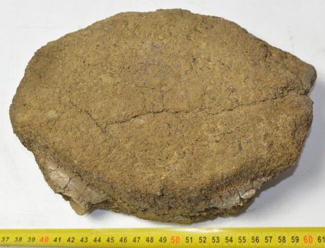 Mammuthus meridionalis részleges nyakcsigolya csont (3413 gramm)