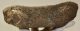 Mammuthus meridionalis részleges nyakcsigolya csont (3413 gramm)