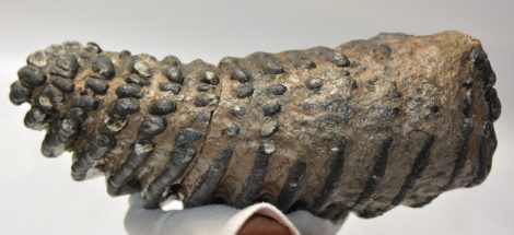 Mammuthus meridionalis fog (6452 gramm)