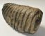 Mammuthus meridionalis fog (6452 gramm)