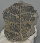 Callipteridium gigas levél lenyomat Franciaországból