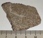Saltasaurus dinoszaurusz tojás hély (38,2 mm x 33,9 mm)