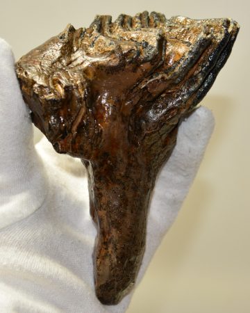 Mammuthus primigenius részleges fog (414 gramm)