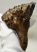 Mammuthus primigenius partial tooth (414 grams)