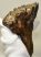 Mammuthus primigenius részleges fog (414 gramm)