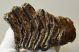 Mammuthus primigenius partial tooth (414 grams)
