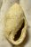 Ellobium kerwaense (subjudae) csiga kövület Máriahalom közeléből
