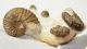Scaphites evanicsi, Stoliczkaia dispar ammonites from Hungary