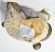 Scaphites evanicsi, Stoliczkaia dispar ammonitesz a Bakonyból