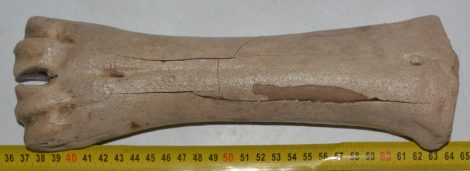 Bison priscus partial metacarpus bone (276 mm)