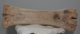 Bison priscus partial metacarpus bone (276 mm)