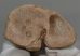 Bison priscus partial metacarpus bone (276 mm)