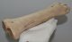 Bison priscus partial metacarpus bone (276 mm)
