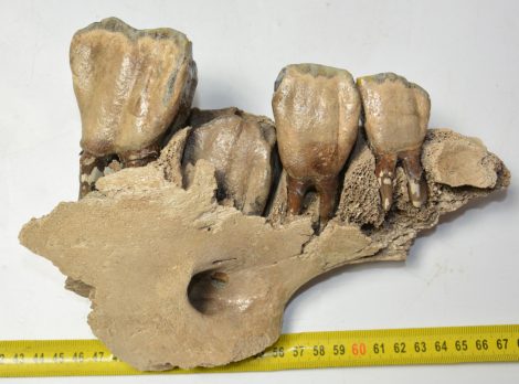Orrszarvú maxilla 4 db egész foggal 