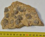    Coenothyris vulgaris brachiopod fossil from Mecsek Mountains