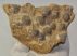 Coenothyris vulgaris brachiopod fossil from Mecsek Mountains