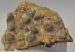  Coenothyris vulgaris brachiopod fossil from Mecsek Mountains