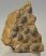  Coenothyris vulgaris brachiopod fossil from Mecsek Mountains