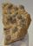  Coenothyris vulgaris brachiopod fossil from Mecsek Mountains