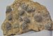  Coenothyris vulgaris brachiopod fossil from Mecsek Mountains