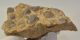  Coenothyris vulgaris brachiopod fossil from Mecsek Mountains