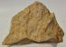  Coenothyris vulgaris brachiopod fossil from Mecsek Mountains