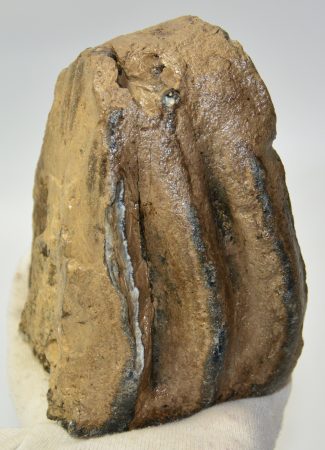 Mammuthus meridionalis részleges fog (1241 gramm)